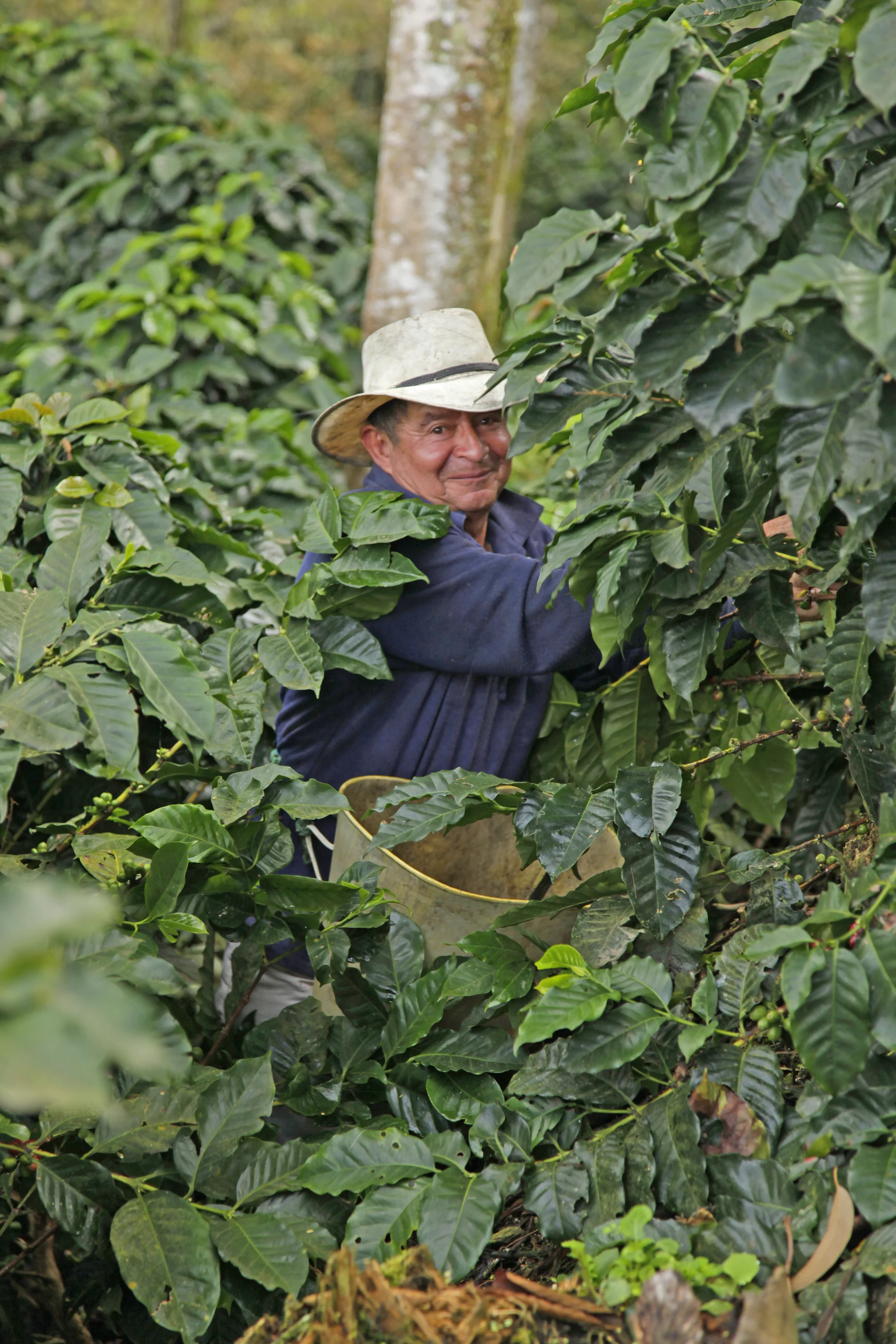 Picker at SB Estate.JPG