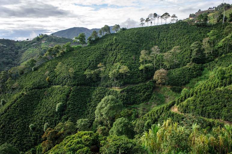 Finca+Veracruz+(2).jpg