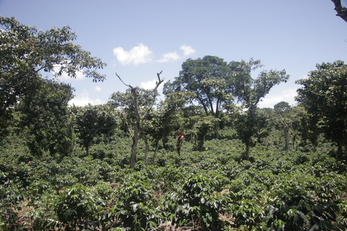 Best+Finca+Santa+Isabel+2014+(1).jpeg
