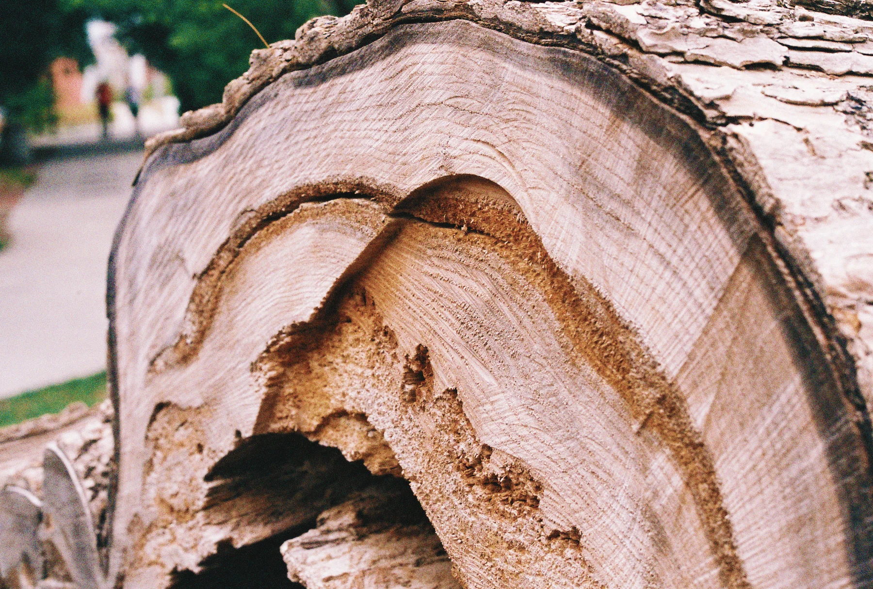 Tree Trunk 1.jpg