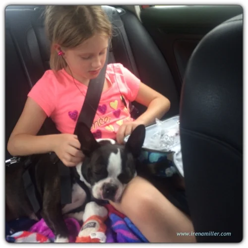 boston terrier yoga road trip