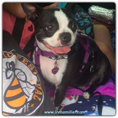 boston terrier road trip