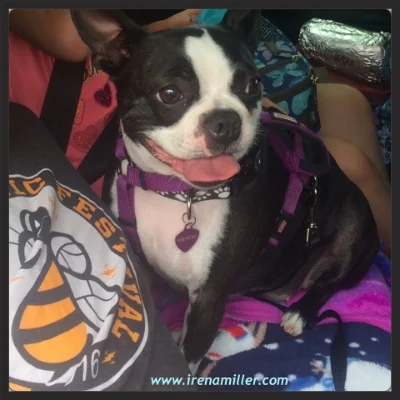 Gracie the Boston Terrier, doing yoga on the road, BREATHE