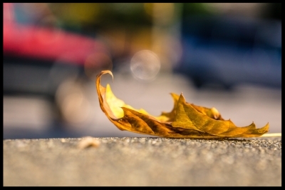 fall yoga irena single leaf