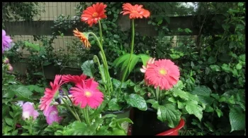 irena yoga flowers