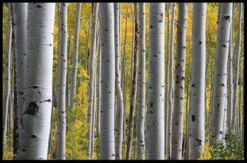 irena yoga white birch