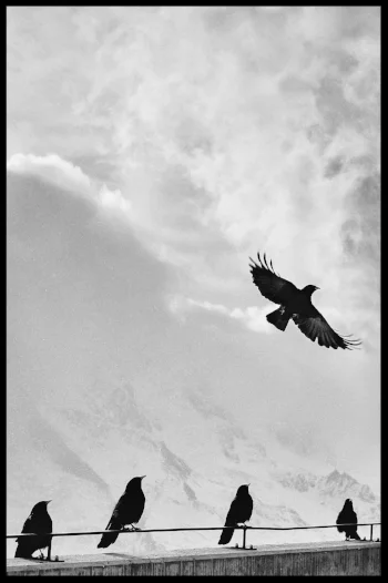 bird fly yoga irena