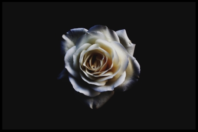 white rose irena
