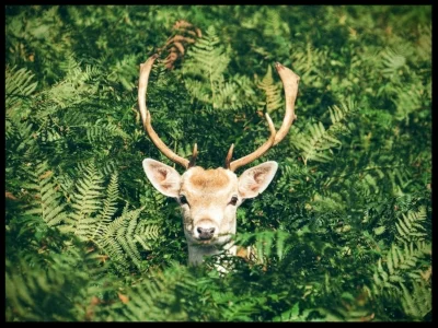 hidden deer irena yoga