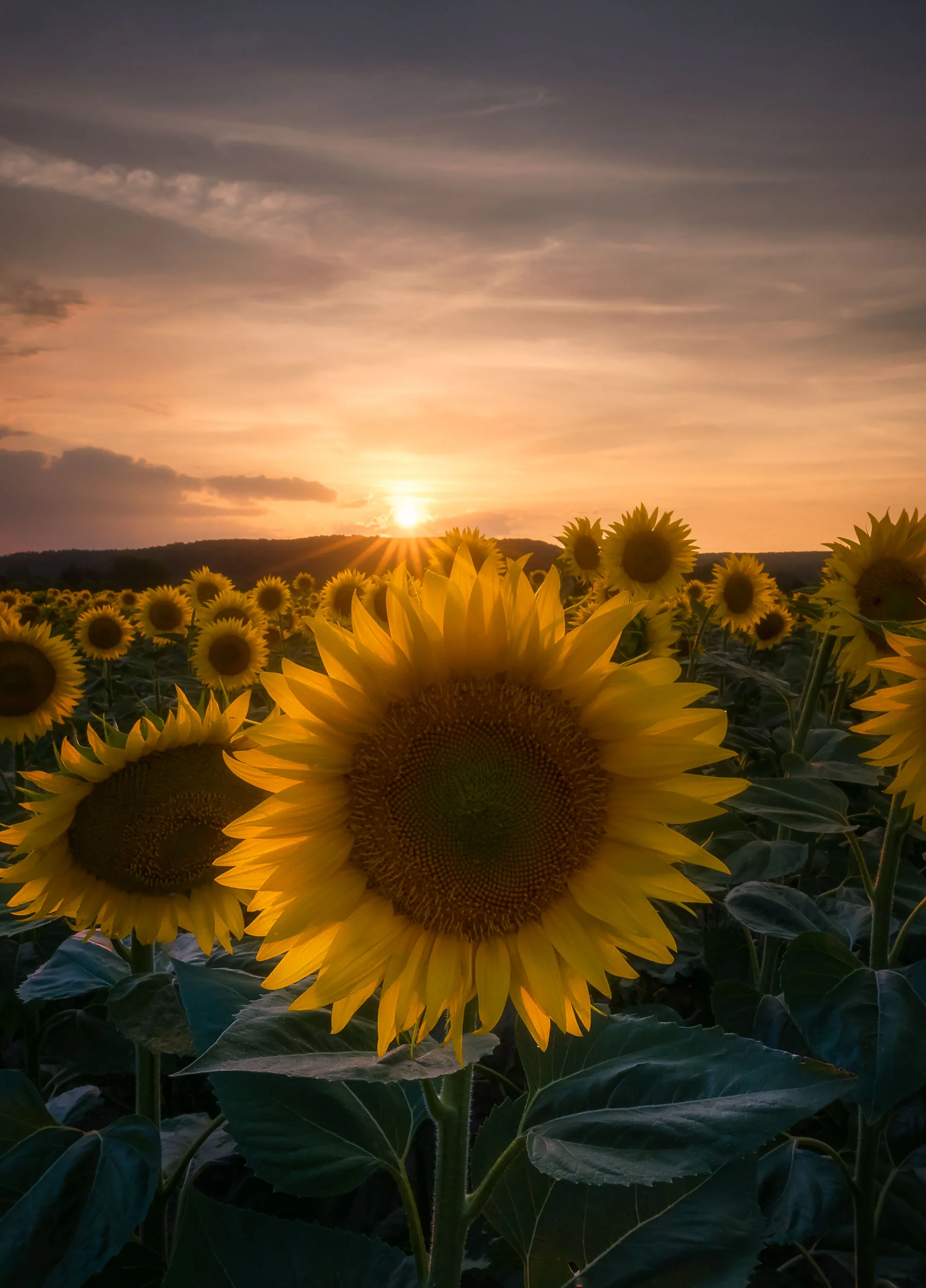 Into the fields-1.jpg