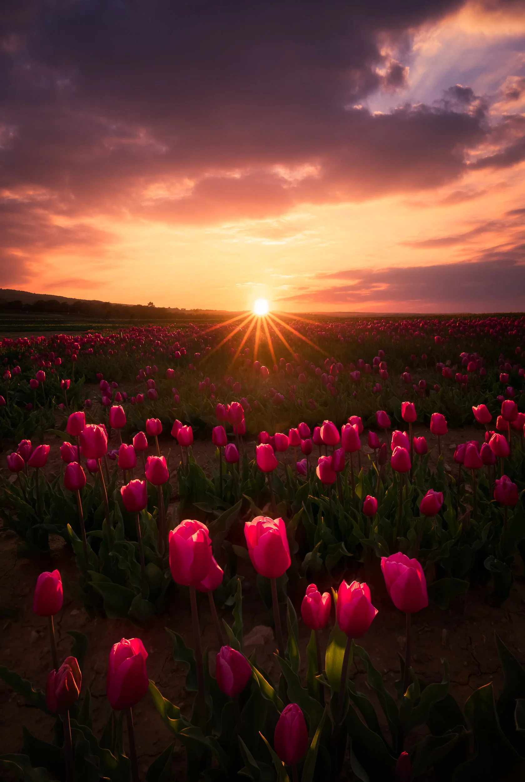 Into the fields-4.jpg