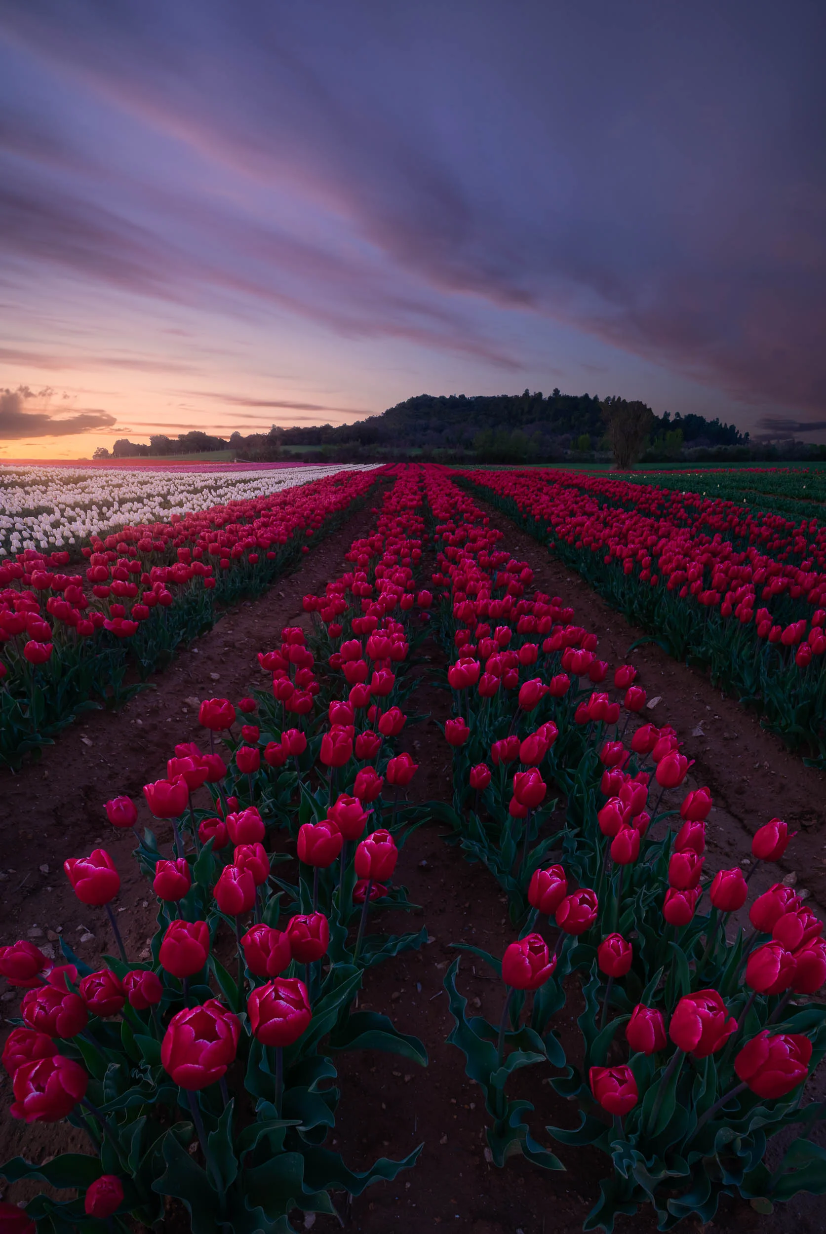 Into the fields-5.jpg