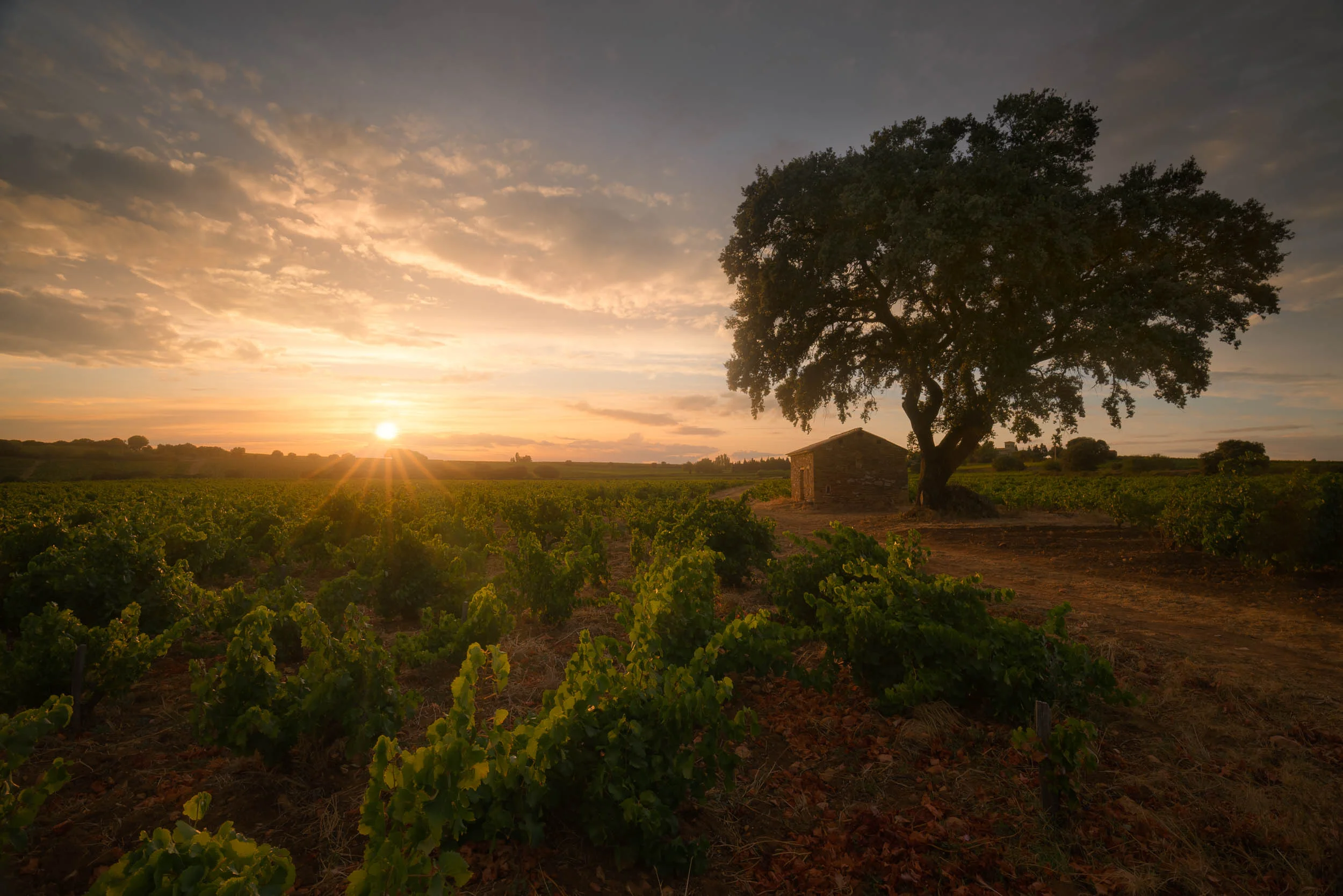 Into the fields-7.jpg