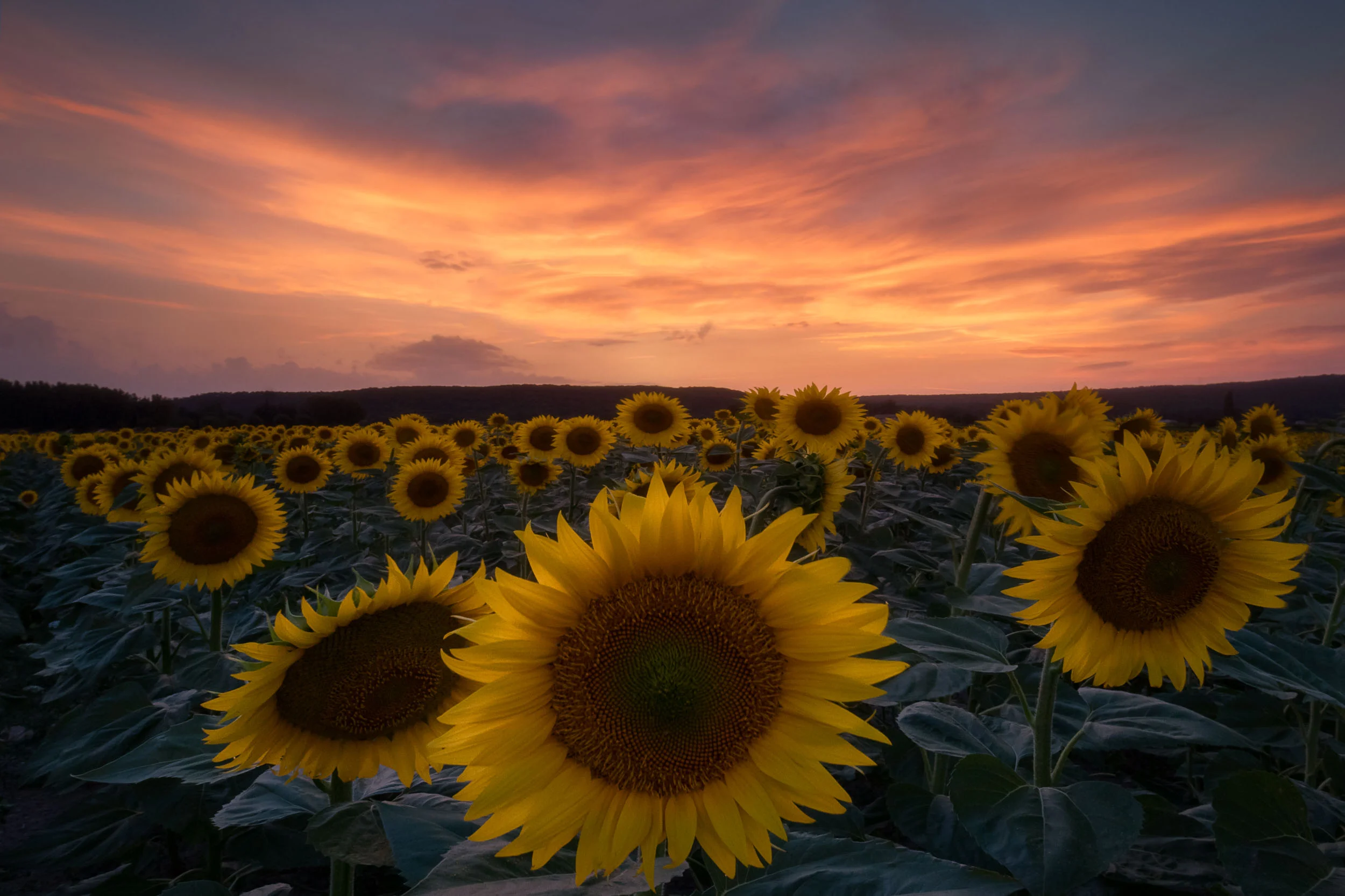 Into the fields-9.jpg