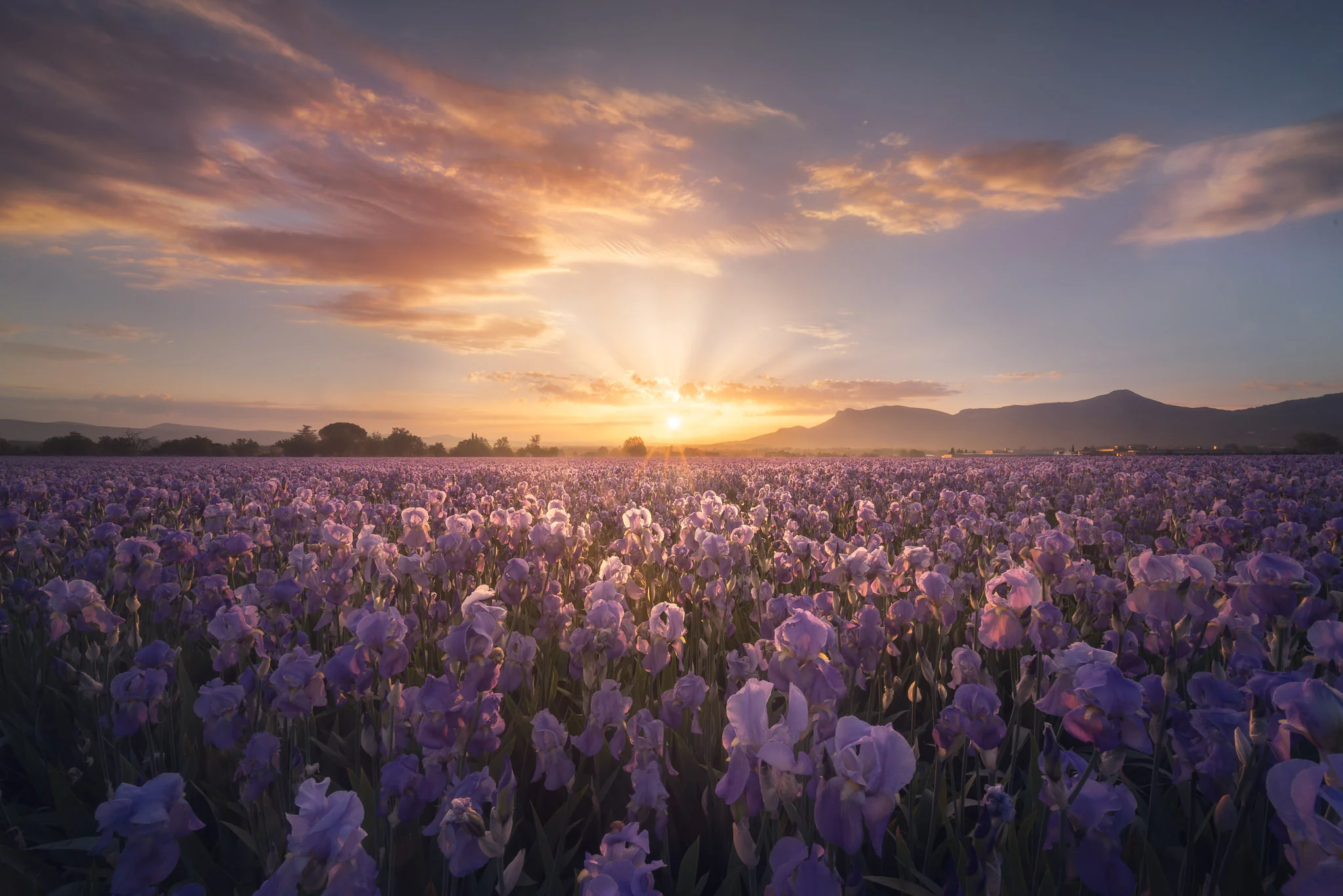 Ocean of Bloom