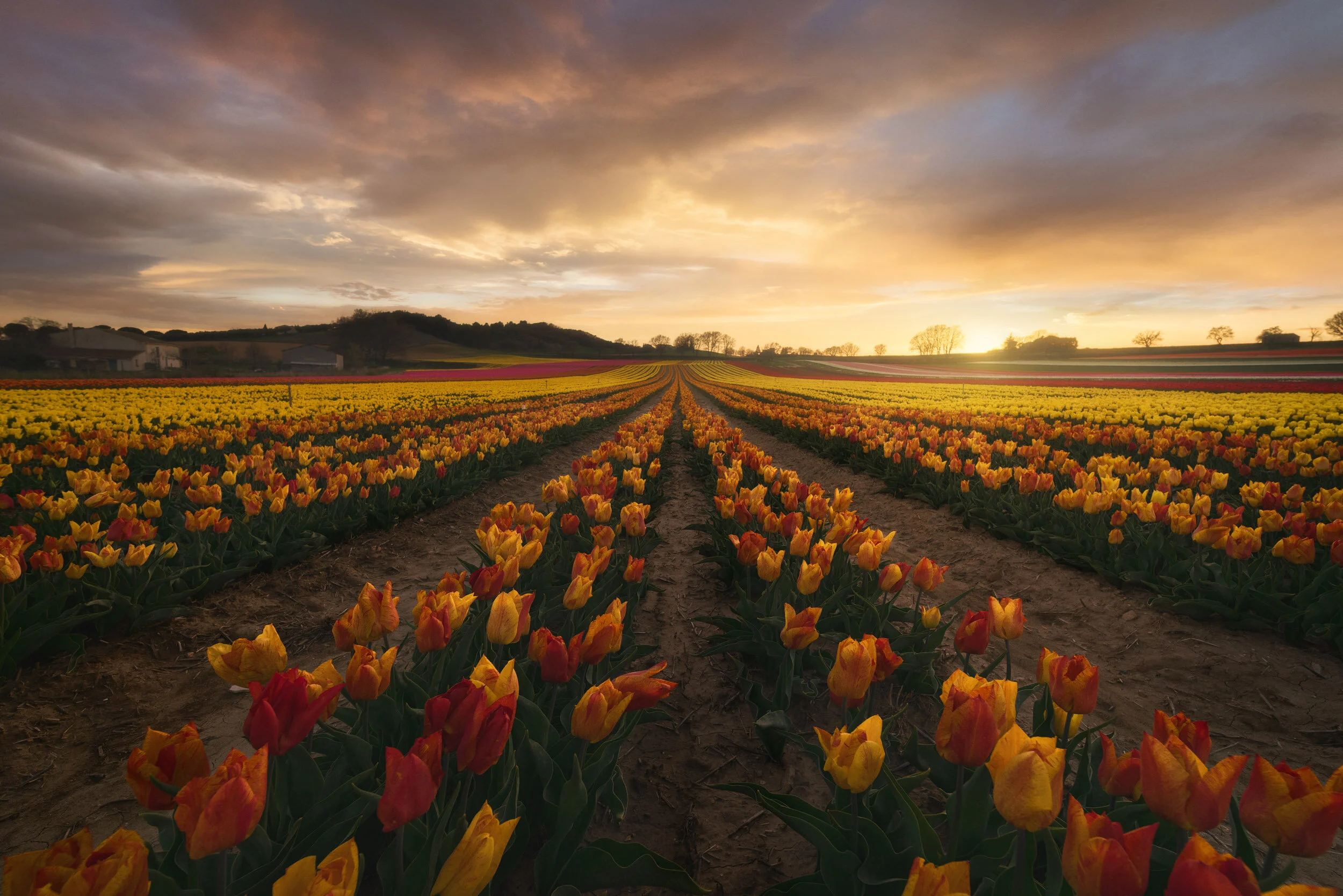 Light Bloom