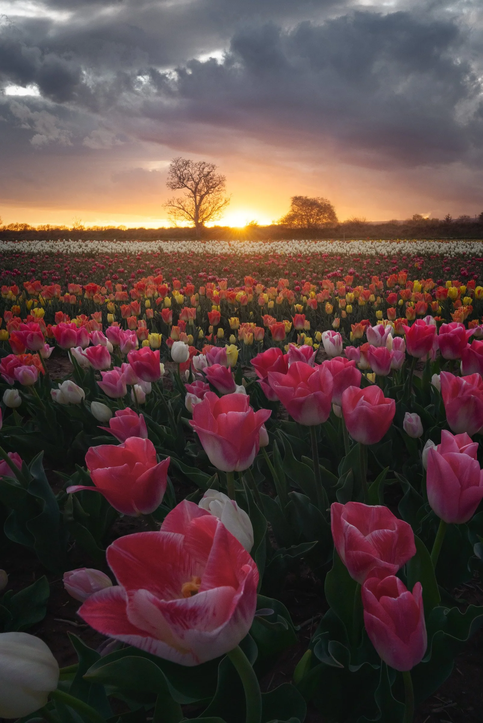 Last Breath of Light
