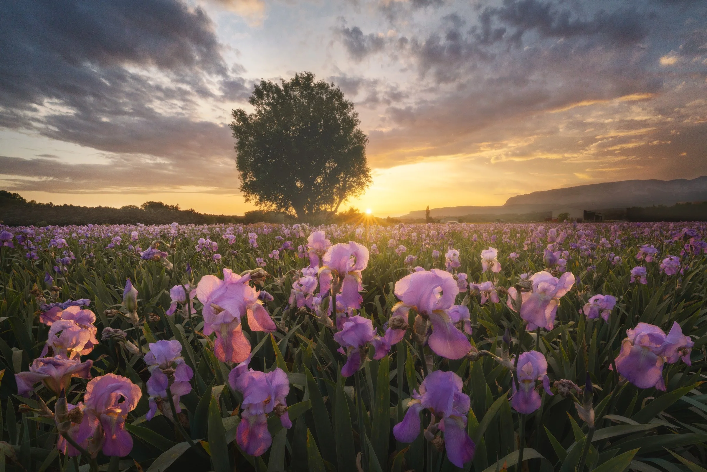 Spring Glory