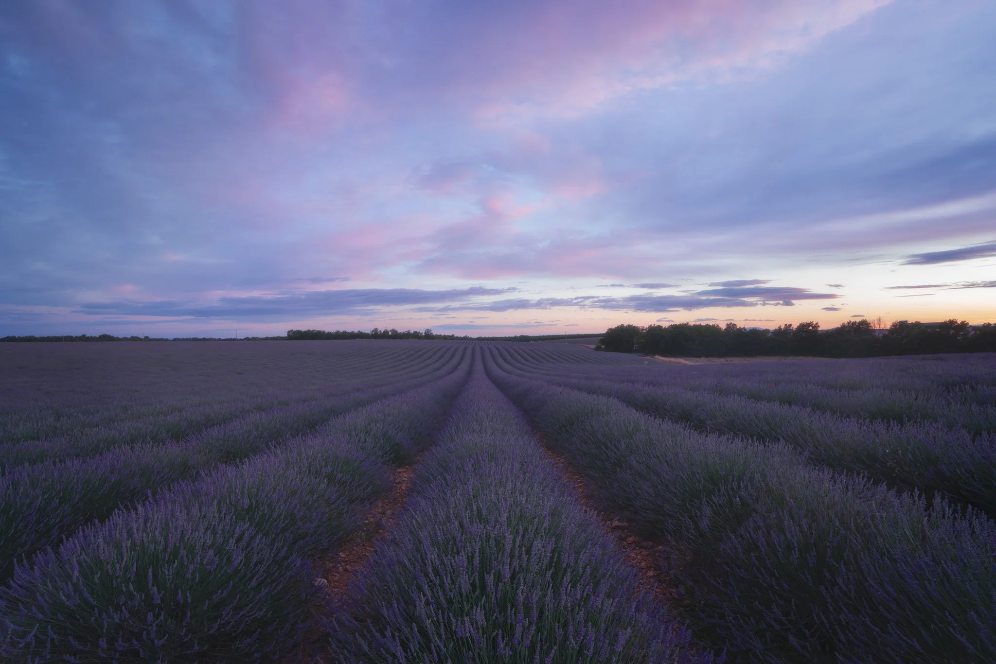 Purple Haze