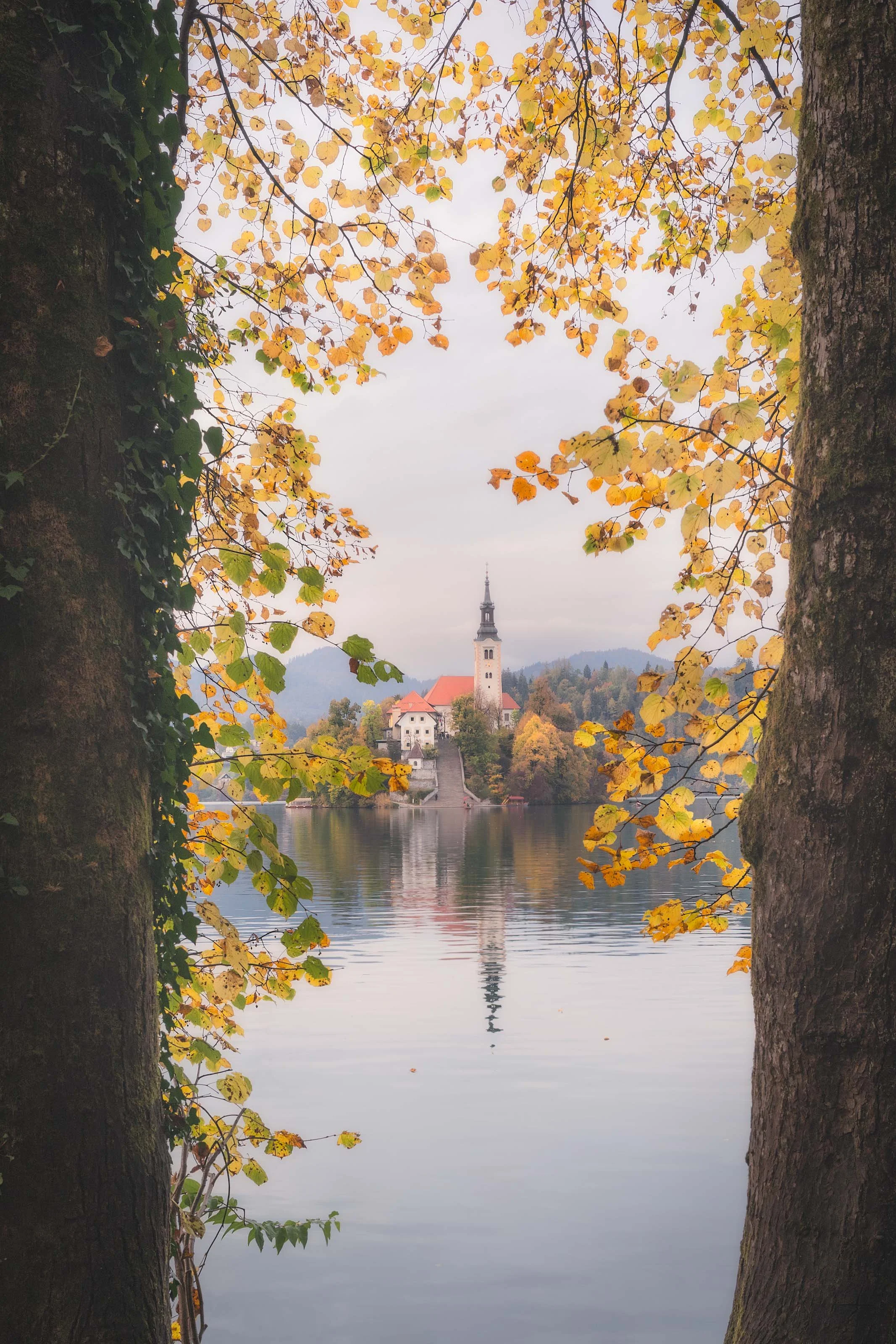 Windows of Fall