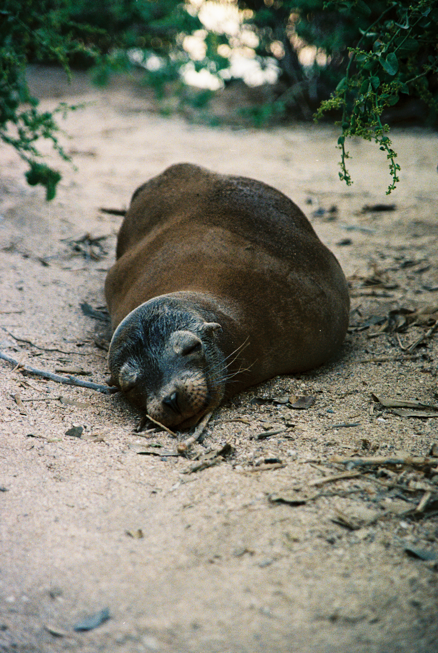 Sea Lion, Lobos Island, Galapagos