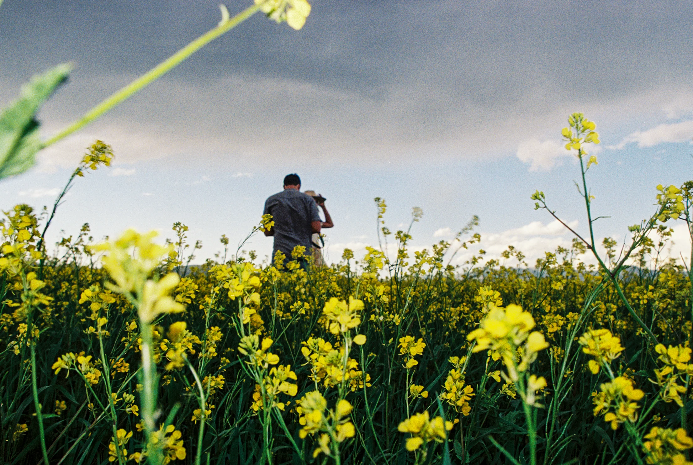 Field of Flowers, Paris, Idaho