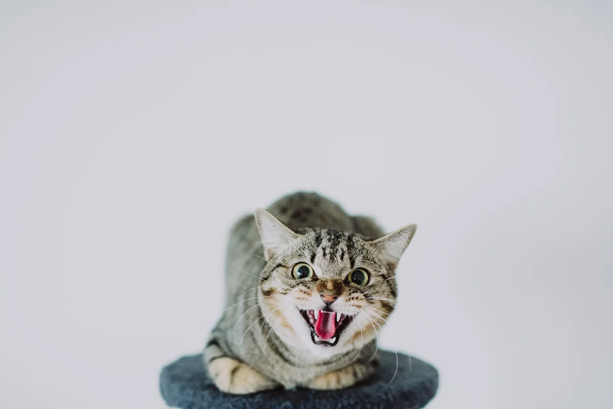 gato-maullando-feroz.jpg