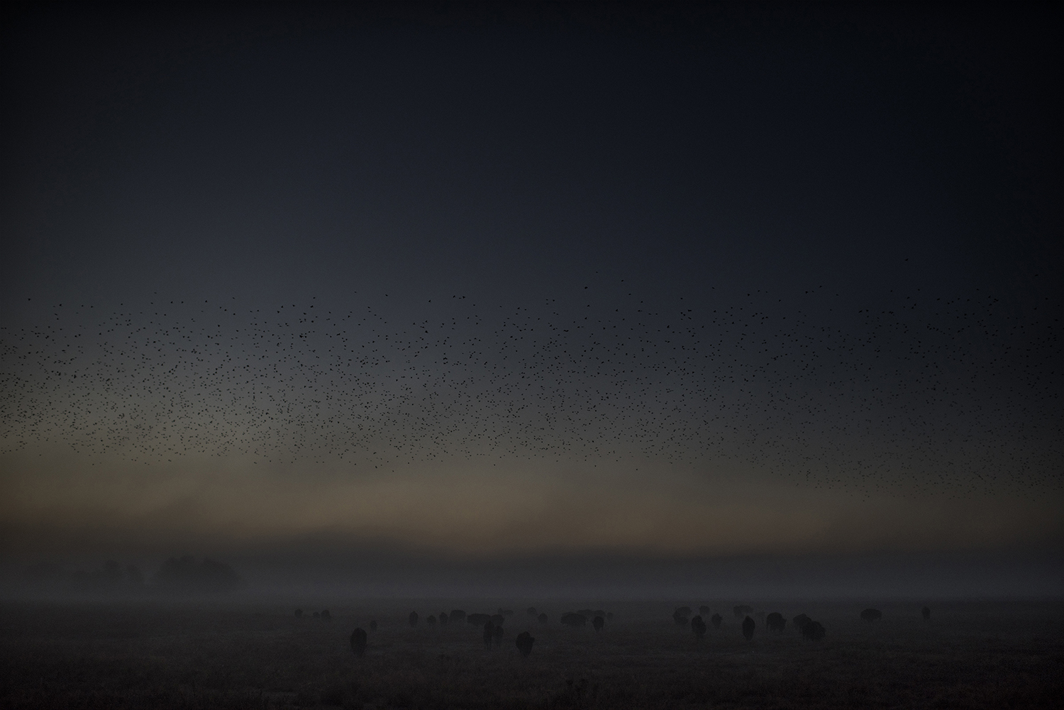 Watching these magnificent beasts saunter over a small hill, cutting through the early morning fog, flattening the tall, tough prairie grass as they march on is a humbling, awe inspiring sight. Especially to someone who grew up on the plains where Crazy Horse roamed and the mighty Sioux nation travelled among the buffalo —whose bodies provided everything to sustain the tribe. The American Bison once controlled the Great Plains. Hunted almost to extinction they have been brought back to the brink now numbering over 500,00 animals. But of that number less than 1.5% are genetically pure, 100% Bison. This herd, roaming the Crane Trust in Hall County, NE, is just such a group. 
