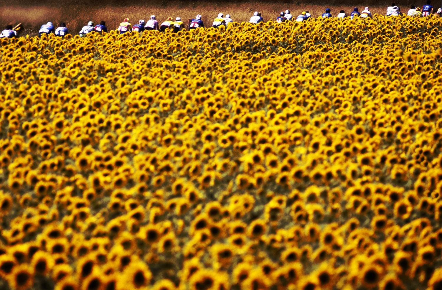 tour_de_france_cycling.jpg