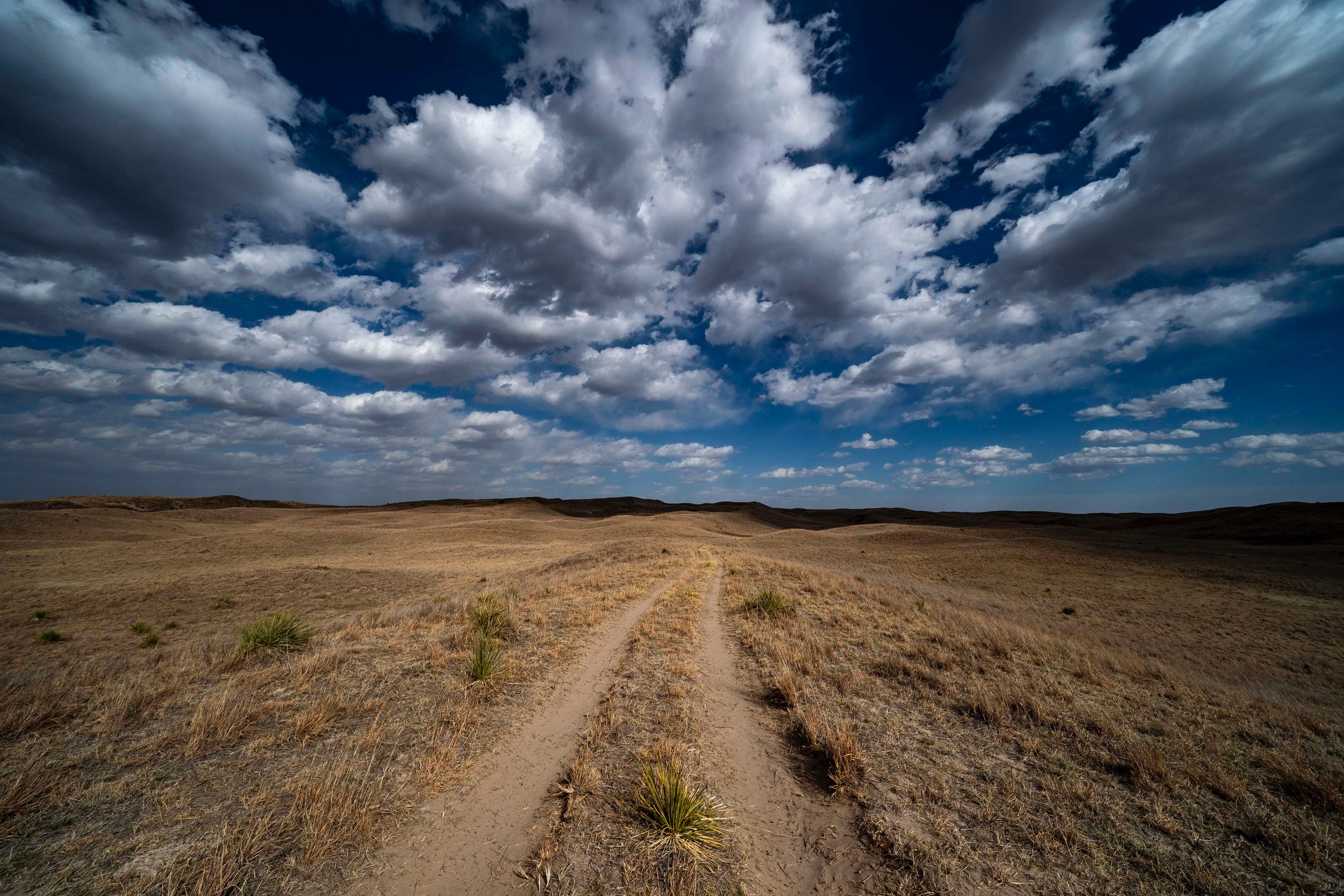 Nebraska National Forest near Halsey