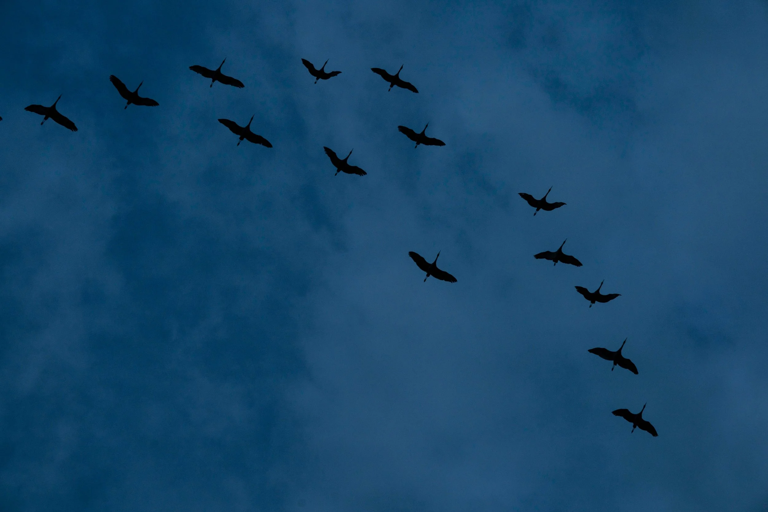 Annual Sandhill Crane migration