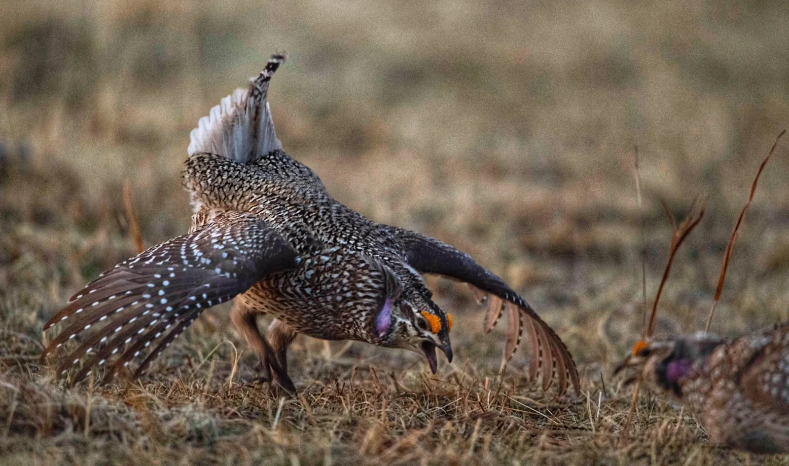 Male Sharp-tailed Grouse dance to attract females
