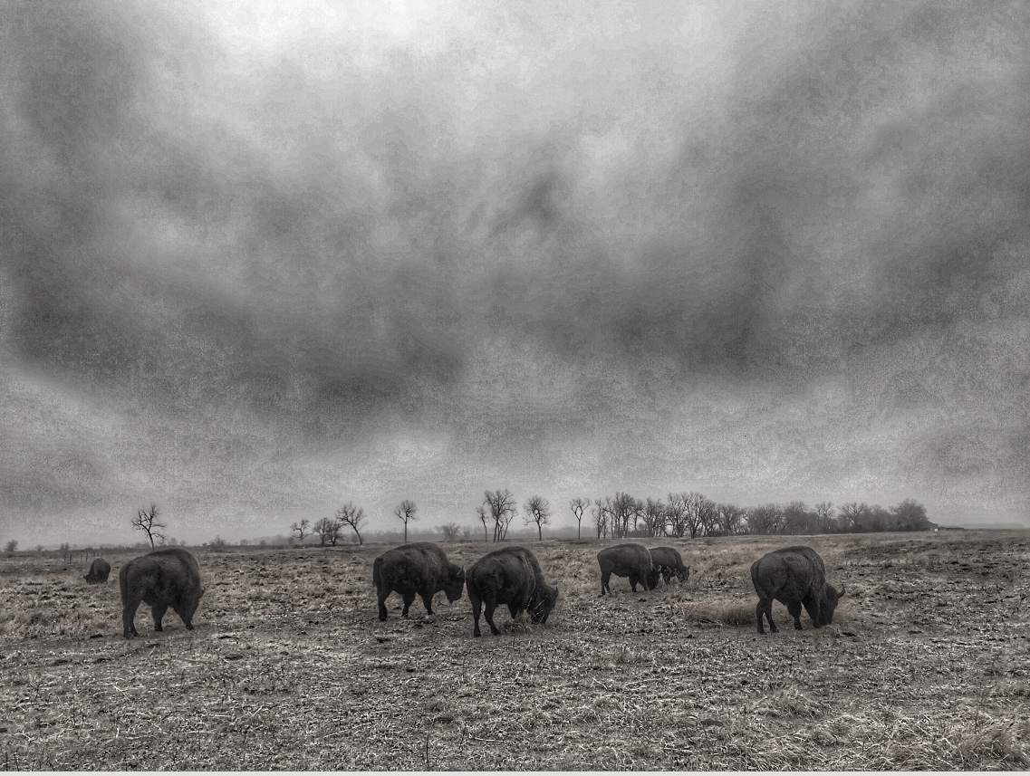Bison at the Crane Trust