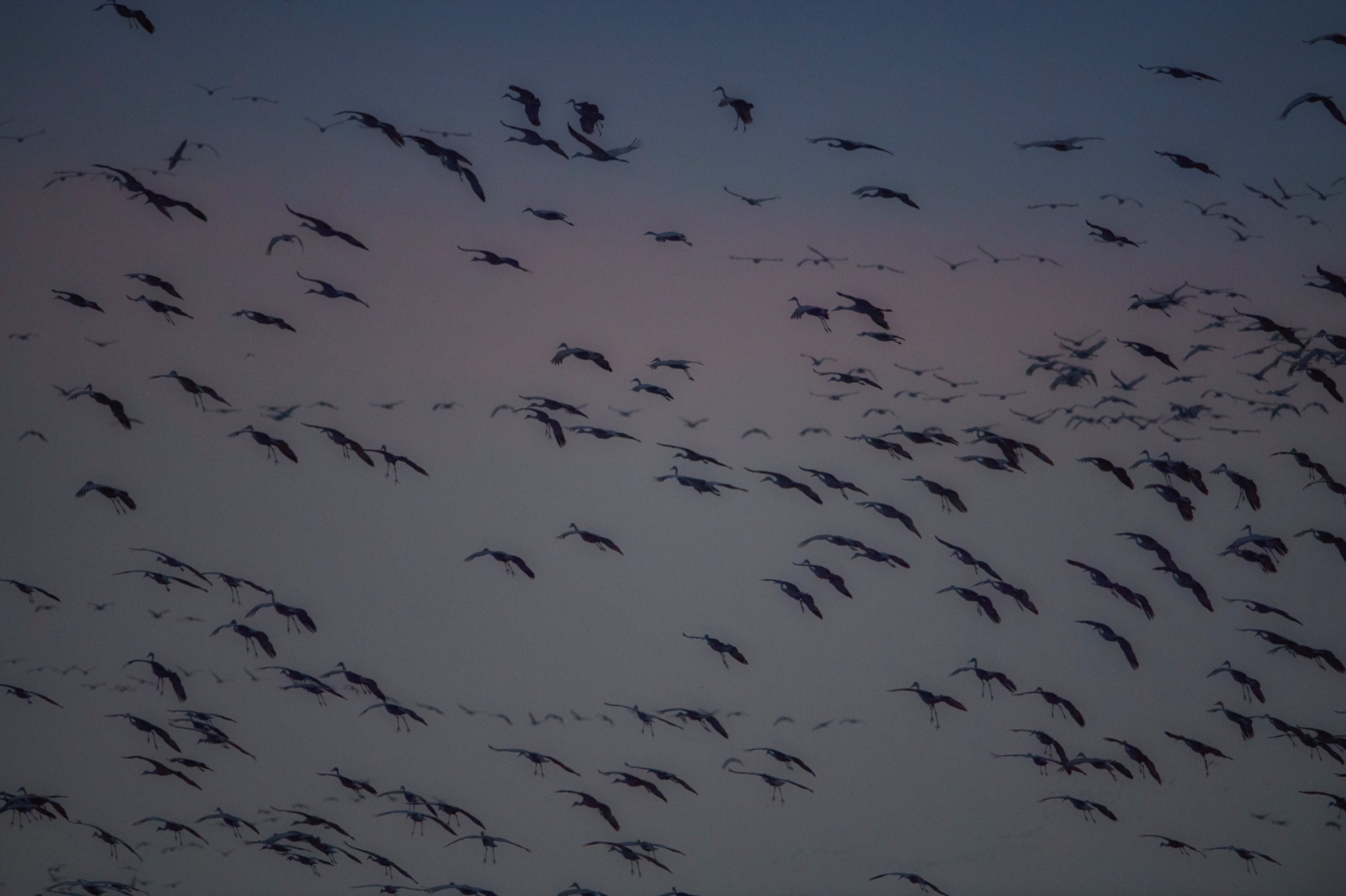 Sandhill Cranes gliding in to roost