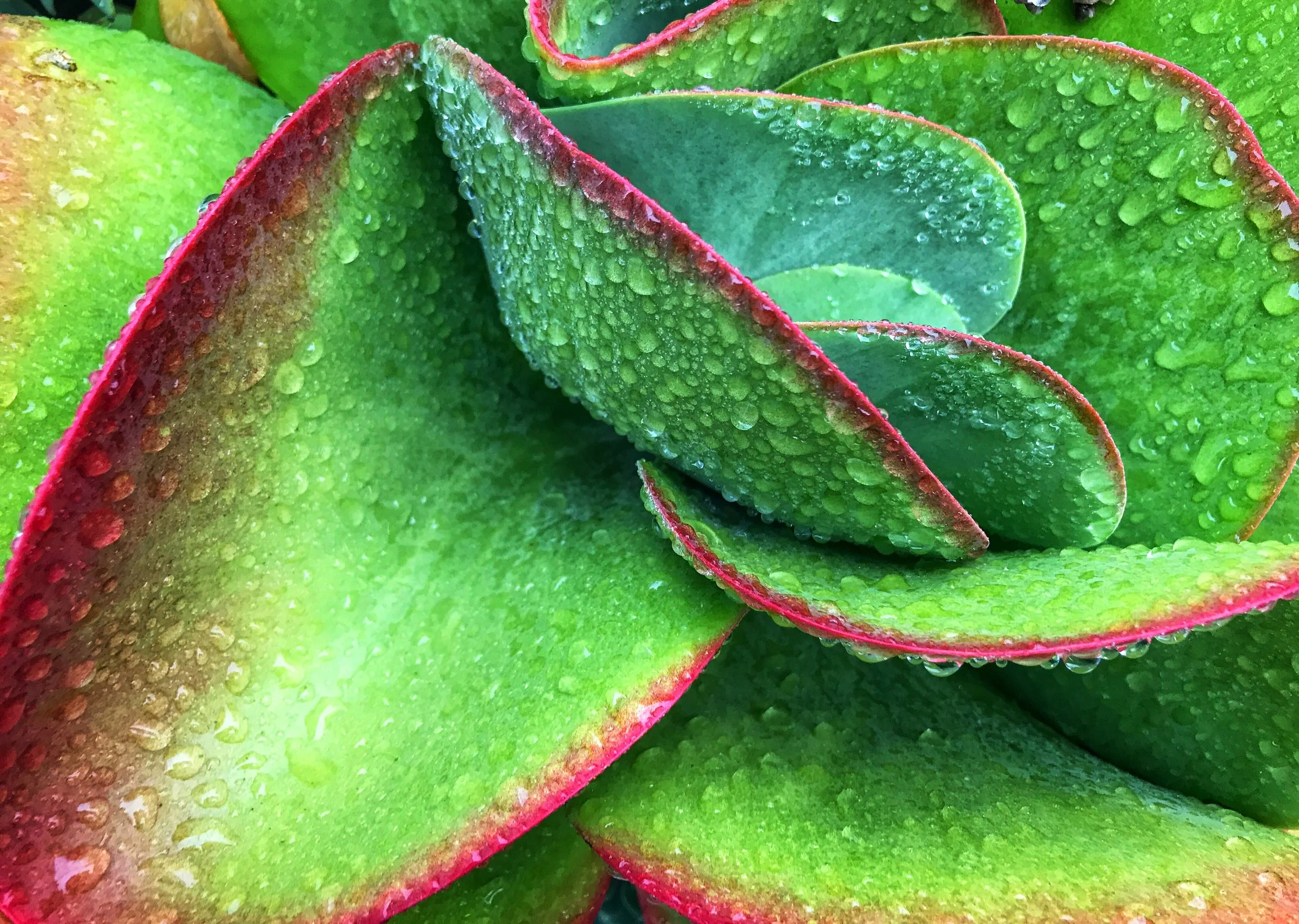 FullSizeRender 2.JPG