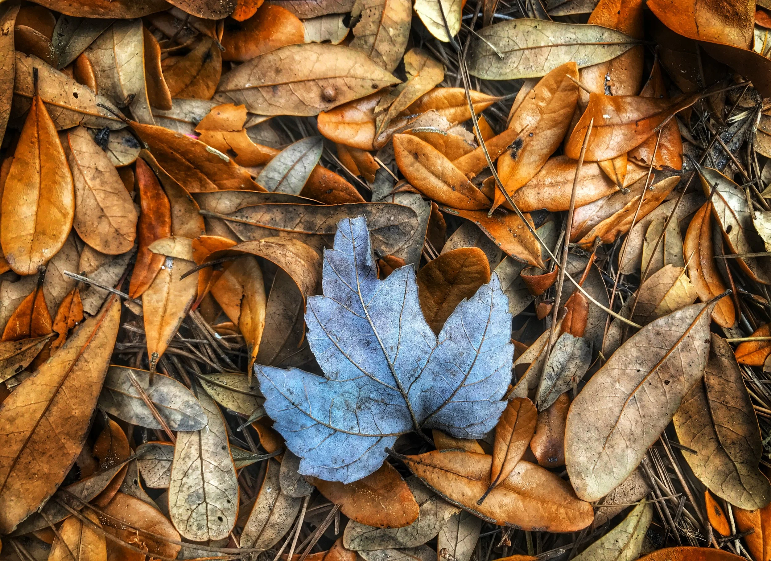 JPEG image-38EBB3C73F6B-1.JPEG