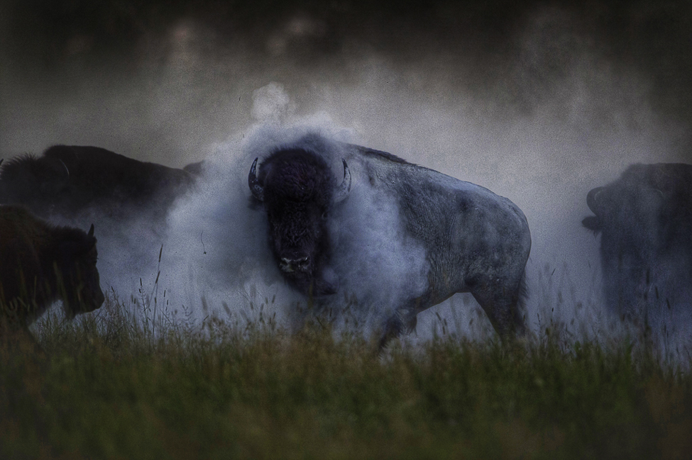 bison.jpg