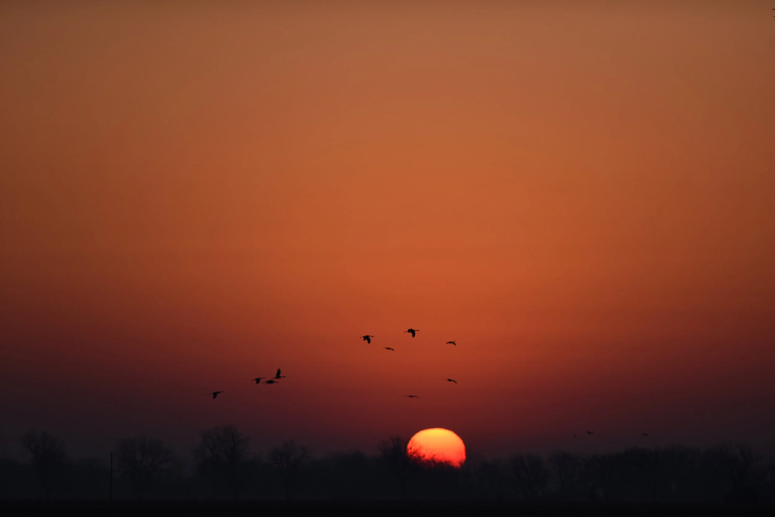  Sandhill Crane Migration 2015Grand Island, NE 