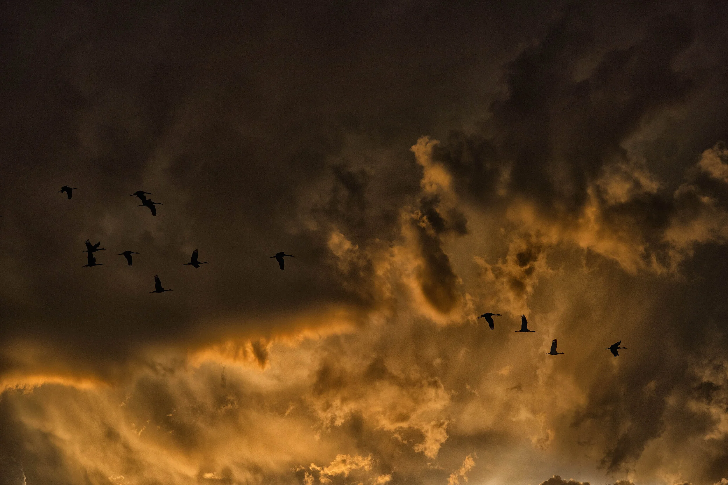 Hall County, NE sandhill cranes