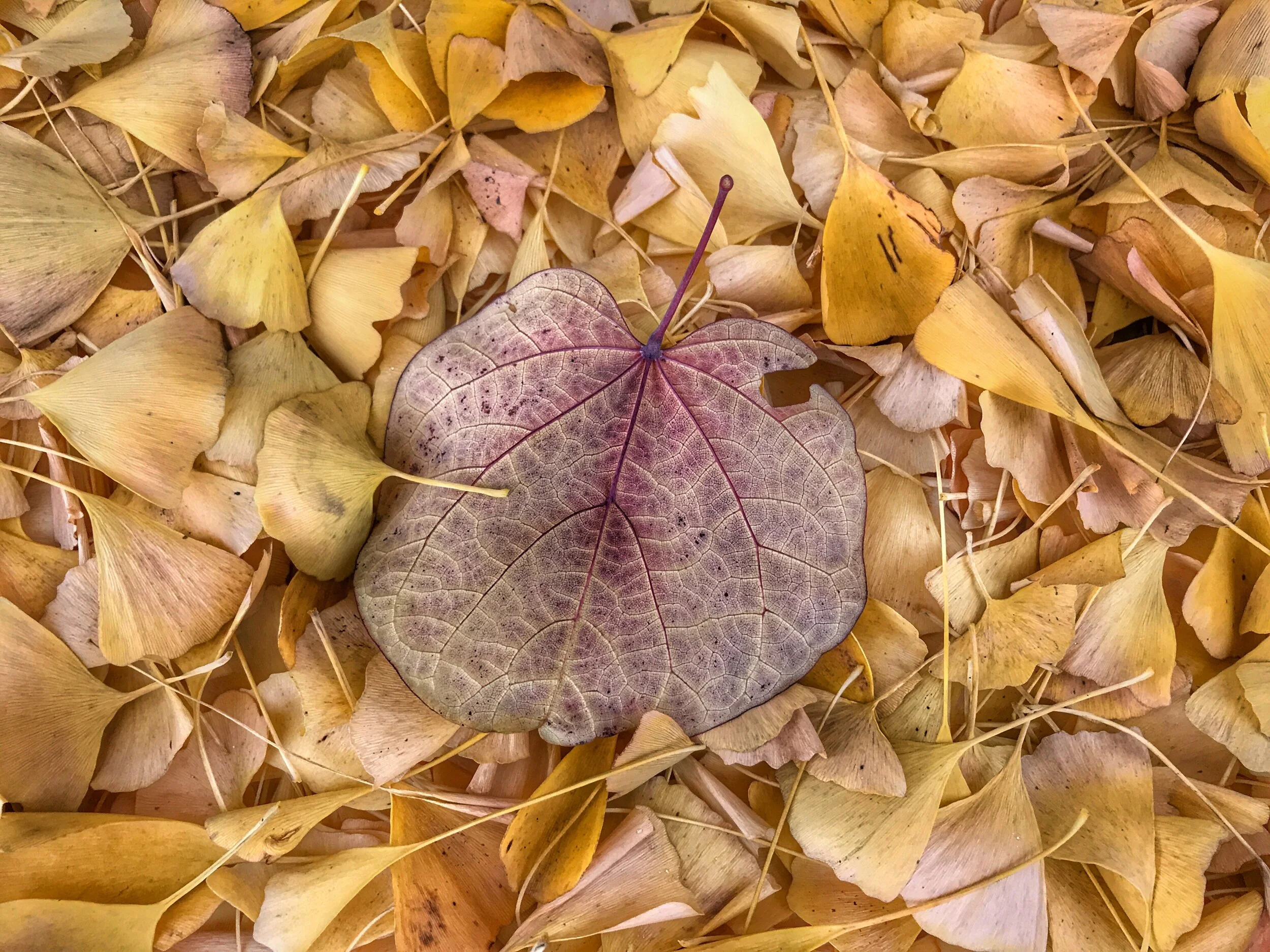  Mountain View, California.  Walk around the block. 