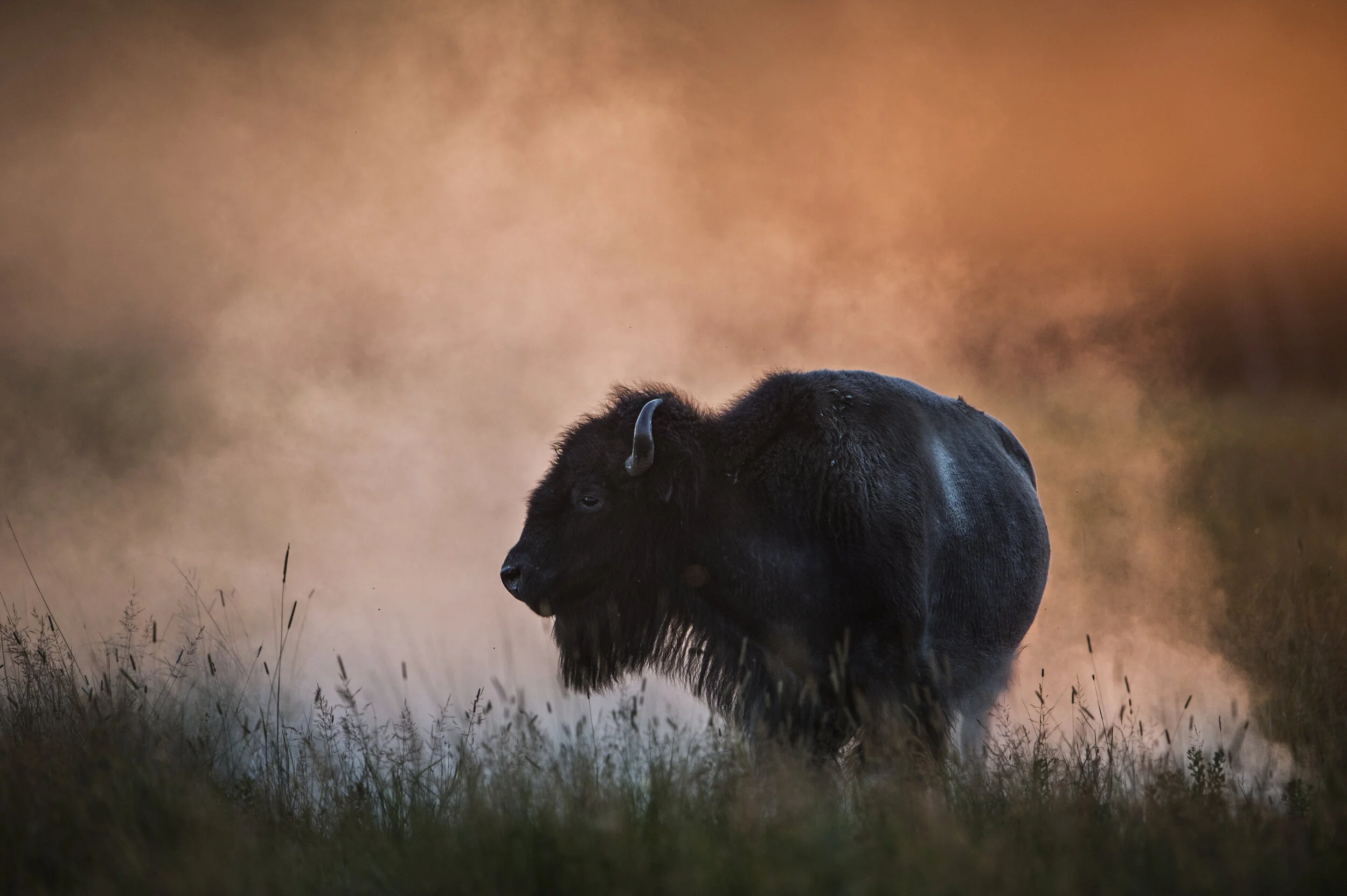  An American Bison at sunset in Rock County, NE. 