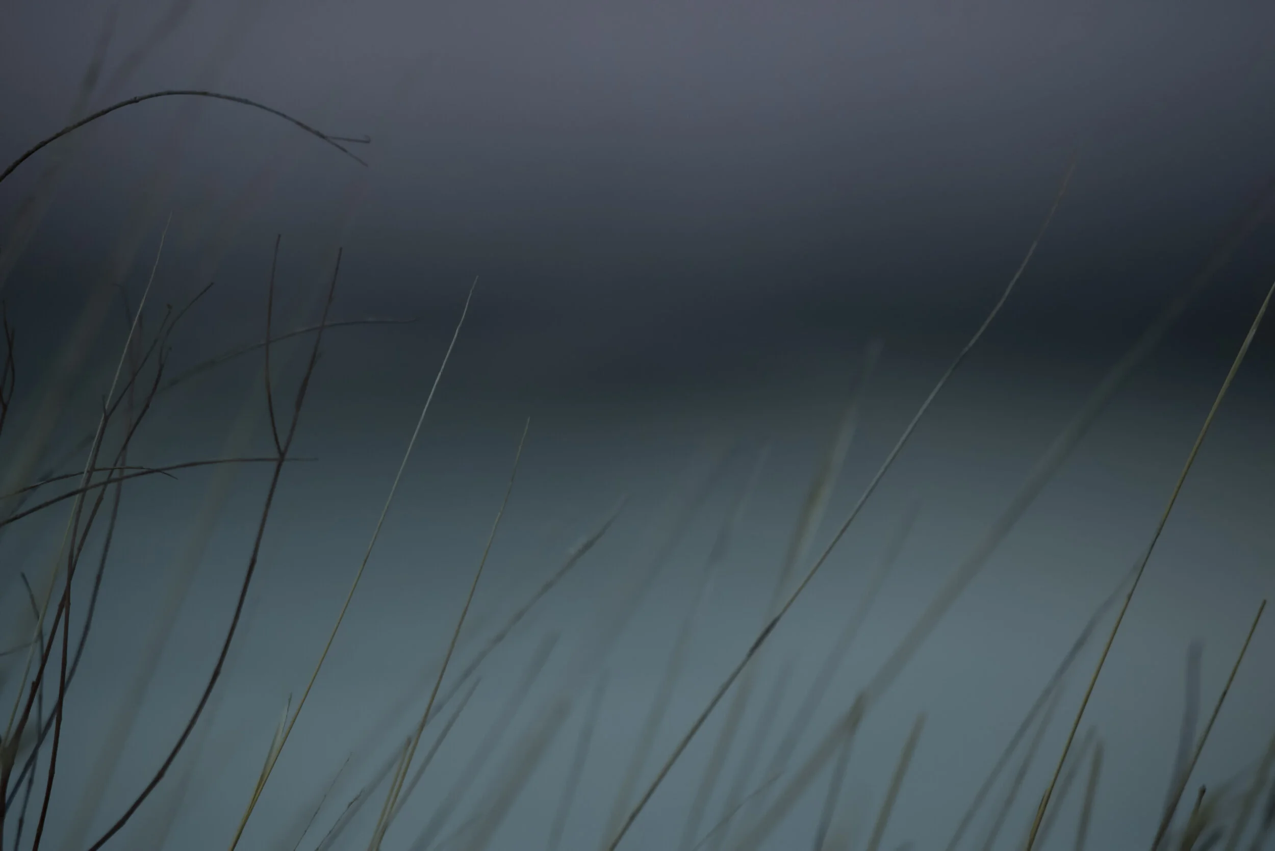 Nebraska reeds along the Platte River