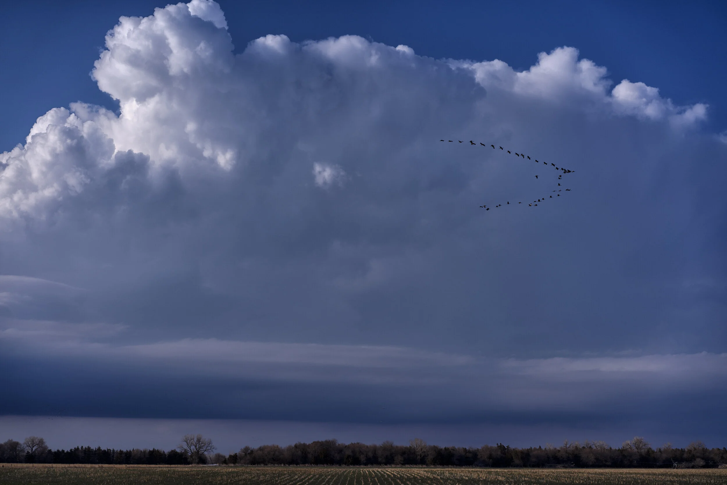  Sandhill Crane Migration 2021 Central Flyway Nebraska 