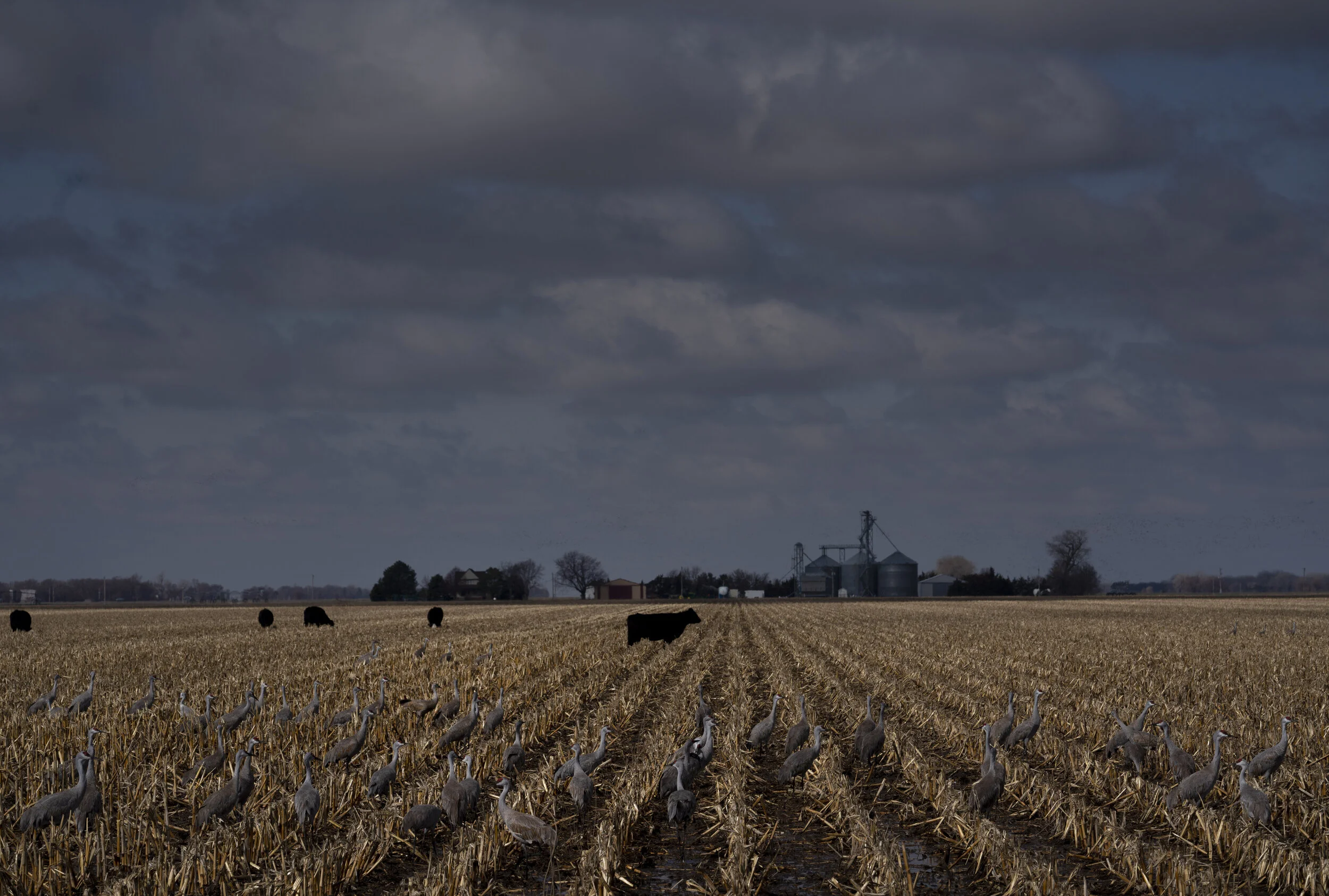  Sandhill Crane Migration 2021 Central Flyway Nebraska 