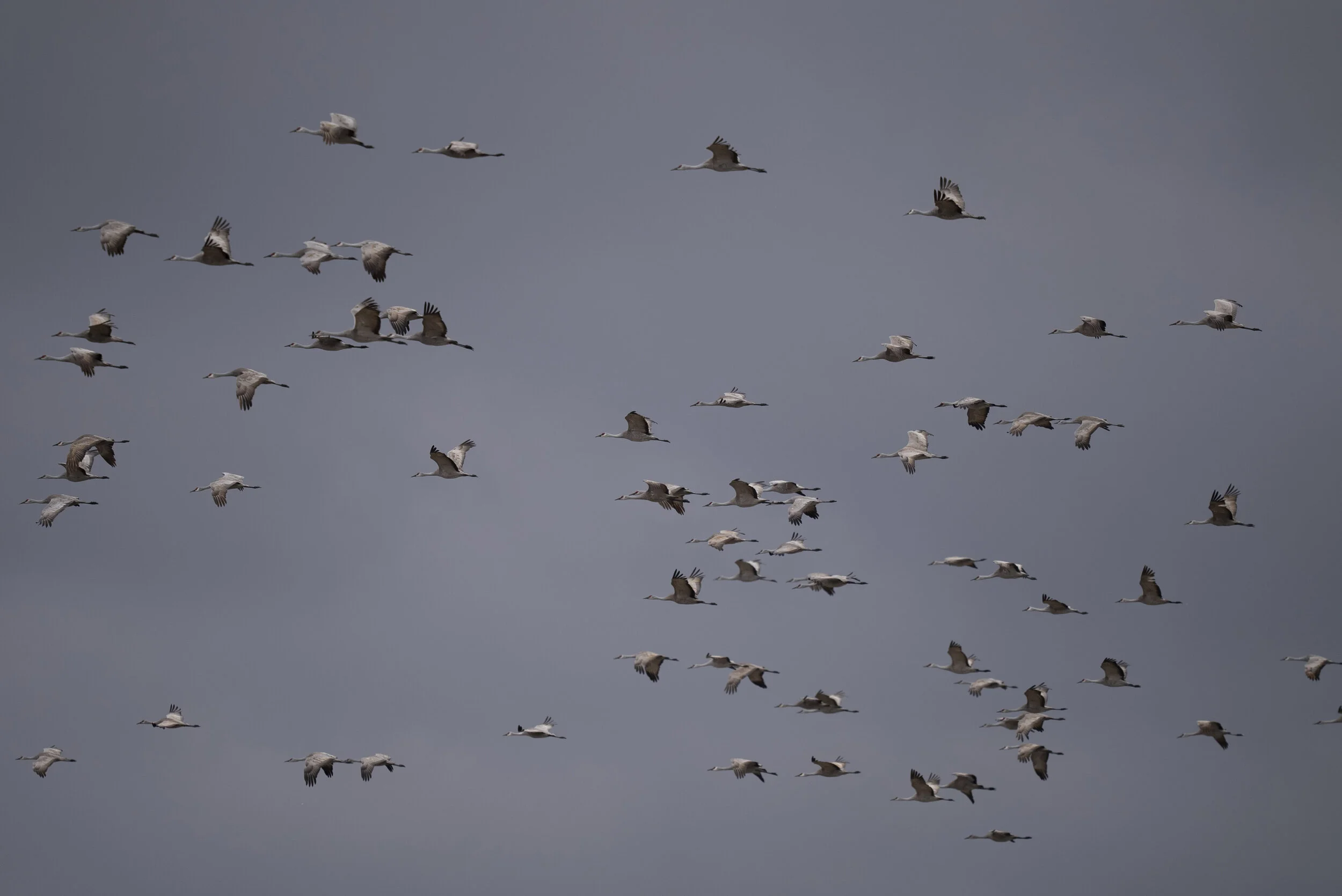  Sandhill Crane Migration 2021 Central Flyway Nebraska 