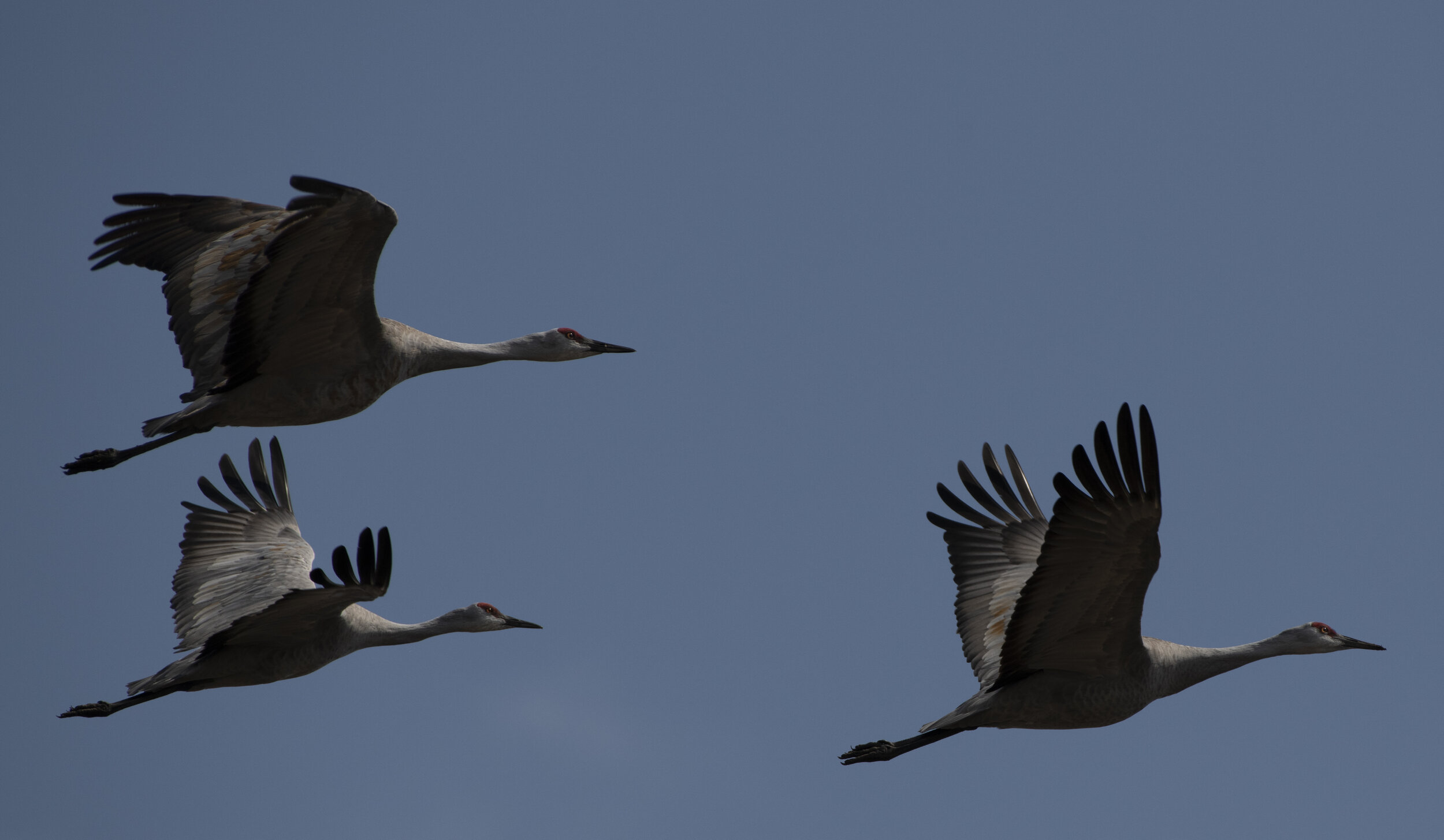  Sandhill Crane Migration 2021 Central Flyway Nebraska 