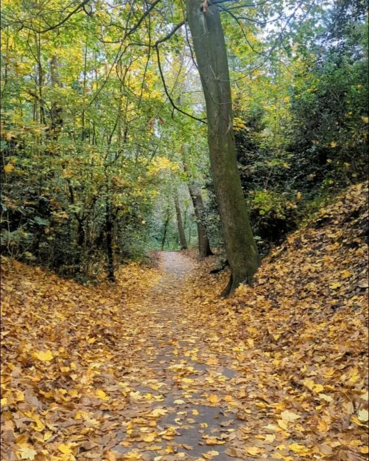How are you? 💚
I haven't posted in a little while. 
I've been enjoying the autumn leaves and the slower rhythms lately. I find David Whyte's words always have a way of slowing me down, too. I stumbled across these ones earlier (the full poem on his 