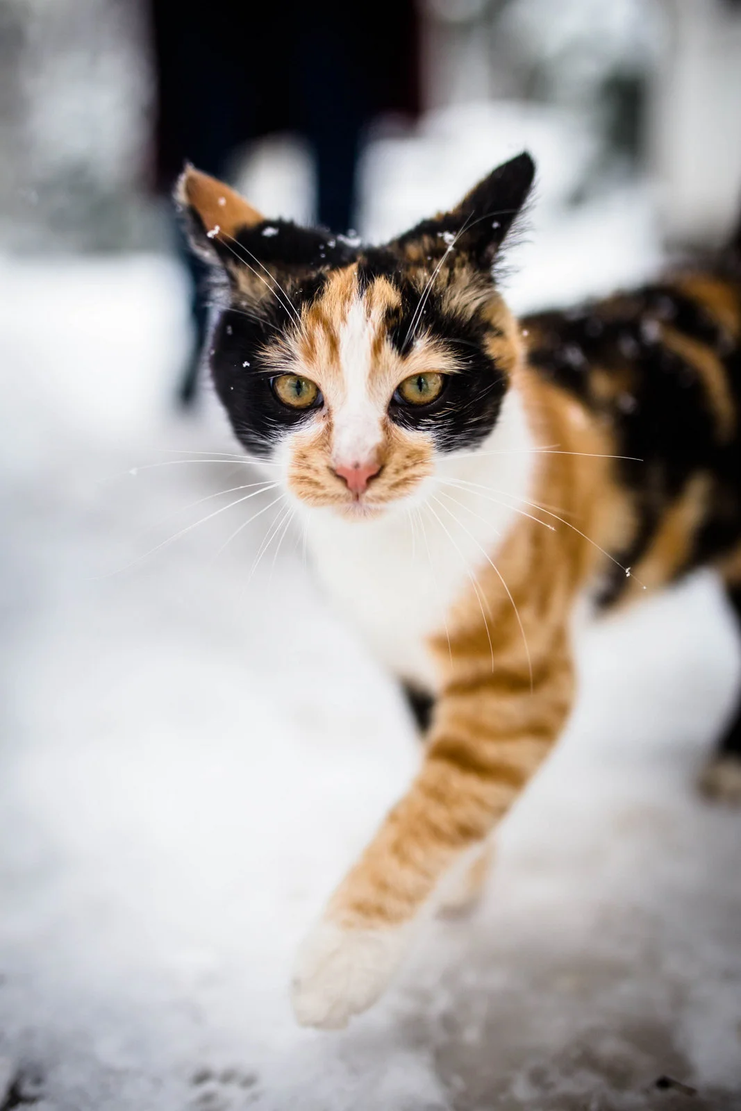 istanbulll - 11 (1 of 1).jpg