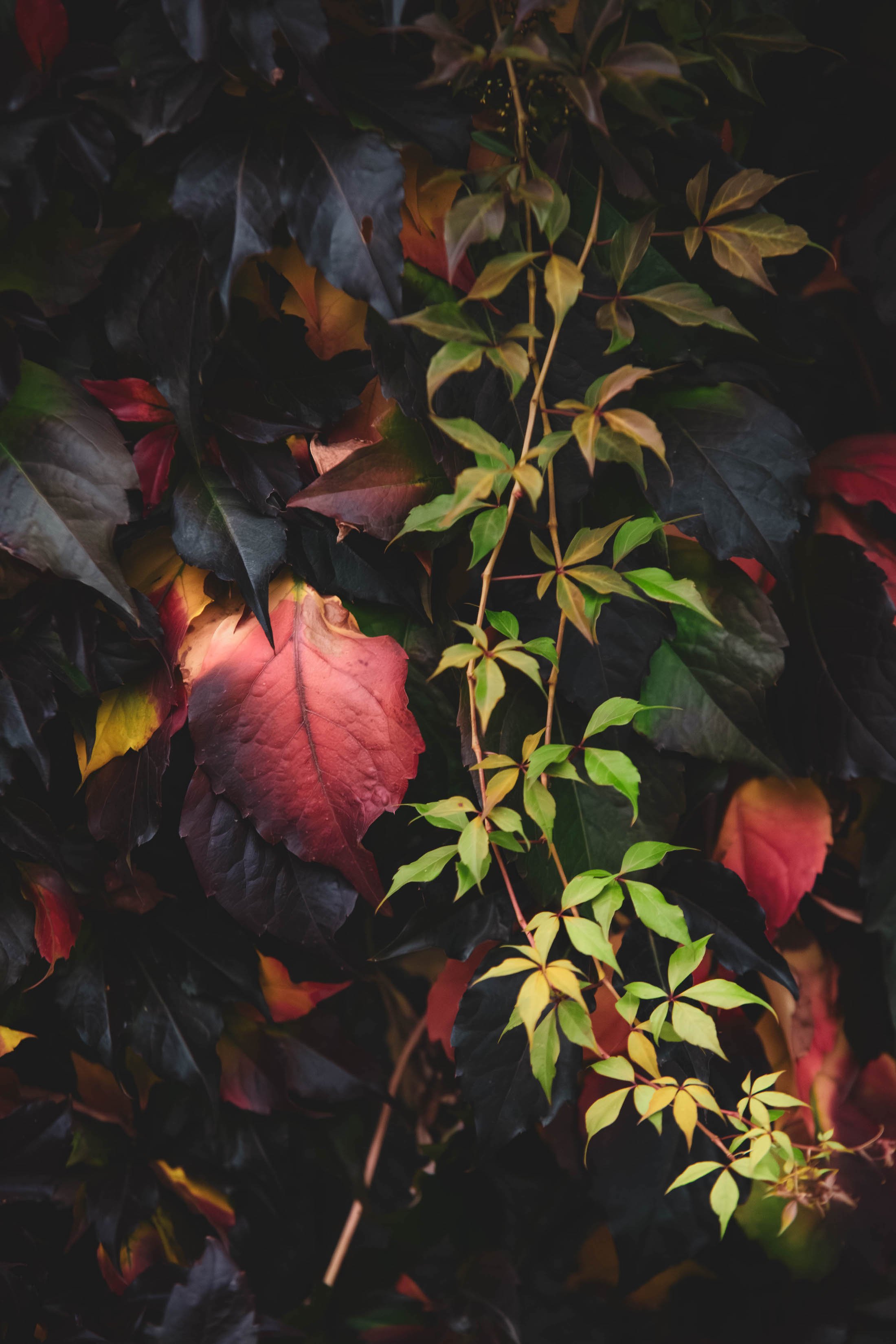 Oslo - Autumn - 14 (1 of 1).jpg