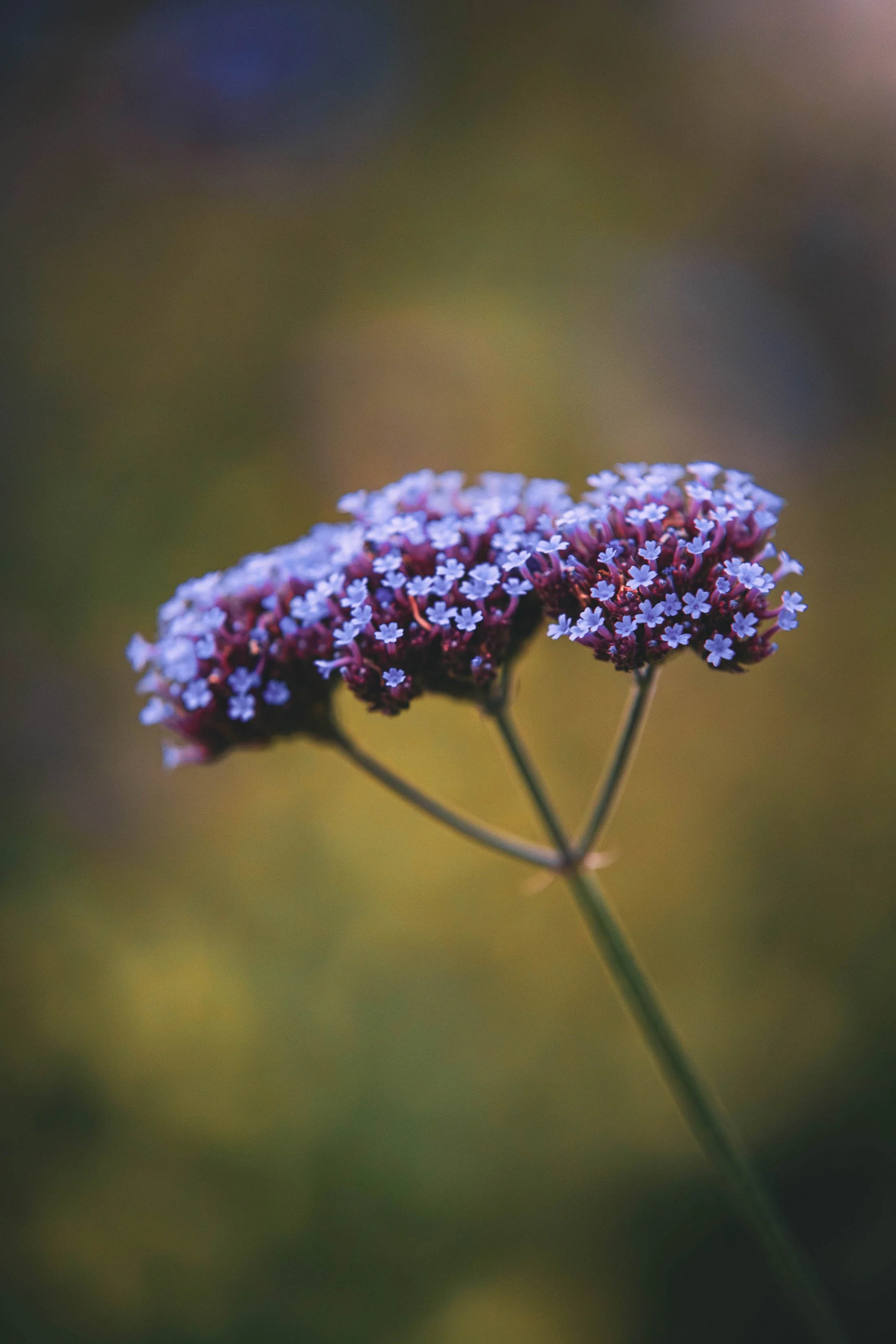 Oslo - Autumn - 16 (1 of 1).jpg